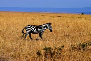 Faune de tanzanie